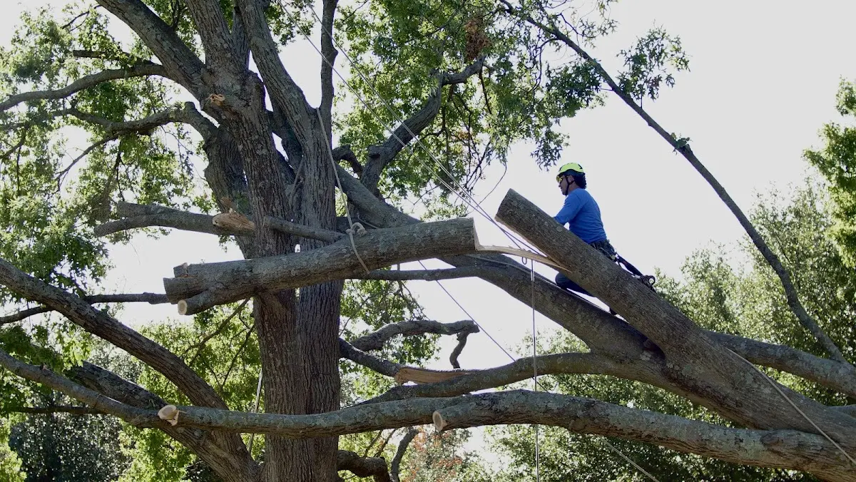 Professional Crown Thinning performed by certified arborists in Purcellville
